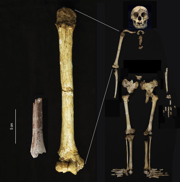 Discovery of “hobbit” fossils suggests tiny humans once roamed Indonesia