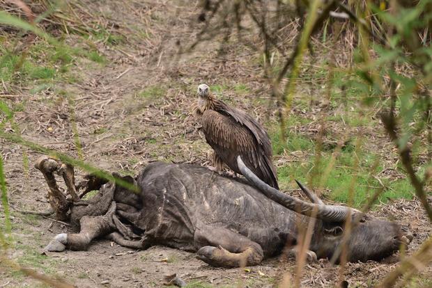 India lost its vultures, and scientists say humans have paid the price