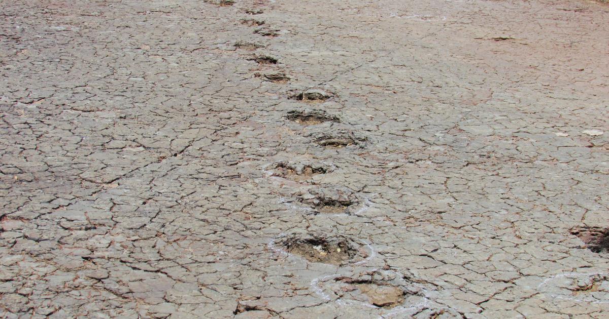 Matching dinosaur footprints found more than 3,700 miles apart