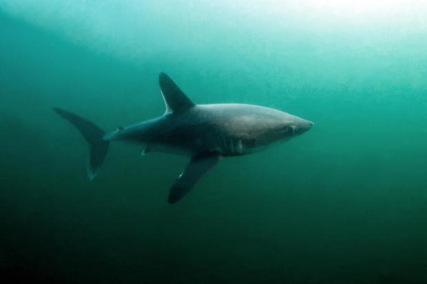 Researchers find evidence that large sharks may be hunting each other